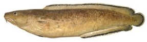Tusk